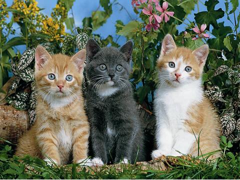 Пазл "Три котенка", 100 частей